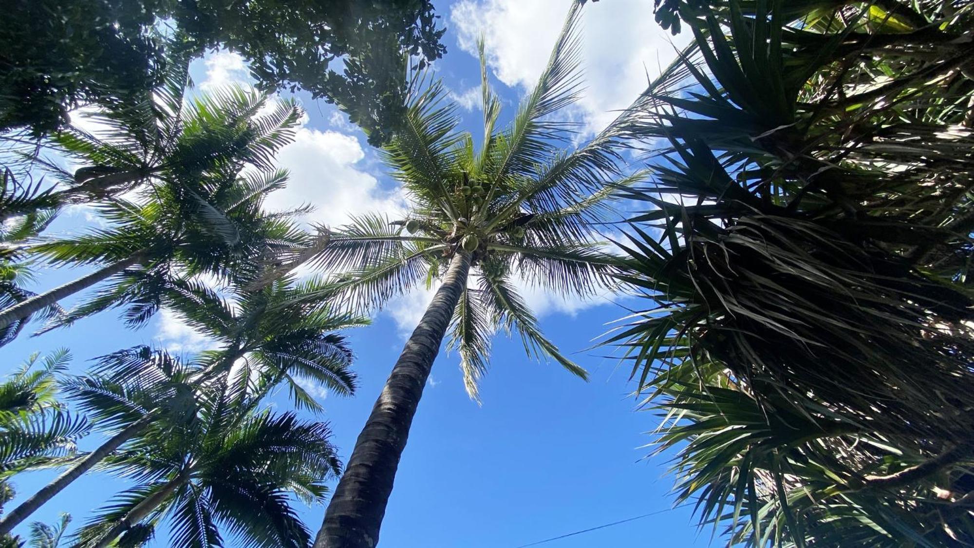 Coliver - Coliving A La Reunion Saint-Pierre Kültér fotó